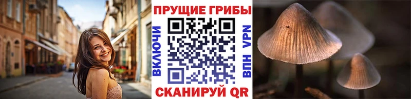 OMG маркетплейс  Жуковка  площадка официальный сайт  Псилоцибиновые грибы мицелий 
